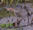 Filename=Bluethroat_LBC.jpg
Filesize=98KiB
Dimensions=700x635
Date added=Oct 21, 2013 Bluethroat_LBC.jpg