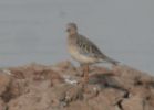 Filename=Buff-breasted_Sandpiper_09_06_(21).jpg
Filesize=81KiB
Dimensions=547x391
Date added=Sep 22, 2006 Buff-breasted_Sandpiper_09_06_(21).jpg