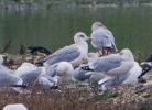 Filename=Casp-bird-2-lbc.jpg
Filesize=107KiB
Dimensions=656x474
Date added=Nov 01, 2009 Casp-bird-2-lbc.jpg