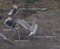 Filename=Caspian-Gull-wing-2.jpg
Filesize=114KiB
Dimensions=675x554
Date added=Nov 01, 2009 Caspian-Gull-wing-2.jpg