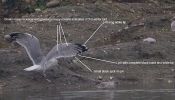 Filename=Caspian-wing-LBC.jpg
Filesize=101KiB
Dimensions=700x400
Date added=Nov 01, 2009 Caspian-wing-LBC.jpg