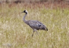 Filename=Crane_saxby06282011_.jpg
Filesize=88KiB
Dimensions=700x486
Date added=Jun 28, 2011 Crane_saxby06282011_.jpg