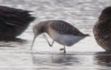 Curlew_Sandpiper_LBC.jpg