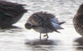 Curlew_Sandpiper_LBC_2.jpg