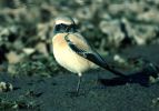 Desert_Wheatear2.jpg