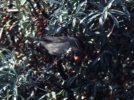 Filename=Dusky.jpg
Filesize=93KiB
Dimensions=700x521
Date added=Aug 03, 2013 Dusky.jpg
