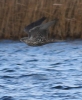 Filename=Far_Ings_Feb_16th_MW_lbc.jpg
Filesize=95KiB
Dimensions=424x514
Date added=Mar 11, 2014 Far_Ings_Feb_16th_MW_lbc.jpg
