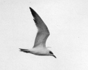 Filename=GBT_Covenham_LBC~0.jpg
Filesize=57KiB
Dimensions=700x551
Date added=Jun 21, 2013 GBT_Covenham_LBC~0.jpg