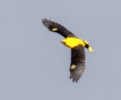 Filename=GO_.jpg
Filesize=60KiB
Dimensions=526x432
Date added=May 22, 2015 GO_.jpg