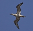 Gannet_2.jpg
