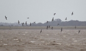 Gannets_lbc_2.jpg