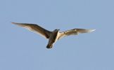 Filename=Glaucous--lbc.jpg
Filesize=18KiB
Dimensions=700x431
Date added=Nov 23, 2007 Glaucous--lbc.jpg