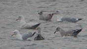 Filename=Glaucous_2nd_w_18.1.02_c.JPG
Filesize=63KiB
Dimensions=286x162
Date added=Feb 06, 2006 Glaucous_2nd_w_18.1.02_c.JPG