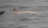 Filename=Glaucous_3rd_iw__13.01.02.JPG
Filesize=79KiB
Dimensions=342x202
Date added=Feb 06, 2006 Glaucous_3rd_iw__13.01.02.JPG