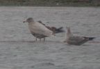 Filename=Glaucous__iw__b13.01.02.JPG
Filesize=64KiB
Dimensions=270x187
Date added=Feb 06, 2006 Glaucous__iw__b13.01.02.JPG