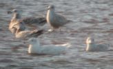 Filename=Glaucous_iw_pale_19.1.02_b.JPG
Filesize=92KiB
Dimensions=381x232
Date added=Feb 06, 2006 Glaucous_iw_pale_19.1.02_b.JPG