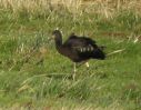 Filename=Glossy-Ibis-web2.jpg
Filesize=124KiB
Dimensions=700x548
Date added=Feb 01, 2008 Glossy-Ibis-web2.jpg