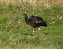 Glossy-Ibis-web2.jpg