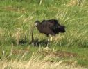 Filename=Glossy-Ibis-web3.jpg
Filesize=119KiB
Dimensions=700x549
Date added=Feb 01, 2008 Glossy-Ibis-web3.jpg
