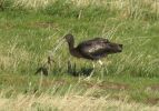 Filename=Glossy-Ibis-web4.jpg
Filesize=107KiB
Dimensions=700x488
Date added=Feb 01, 2008 Glossy-Ibis-web4.jpg