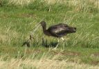 Glossy-Ibis-web4.jpg