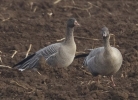 Filename=Goose_3.jpg
Filesize=109KiB
Dimensions=640x463
Date added=Dec 04, 2012 Goose_3.jpg