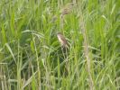 Filename=Great_Reed_Warbler.jpg
Filesize=86KiB
Dimensions=600x450
Date added=Aug 25, 2006 Great_Reed_Warbler.jpg