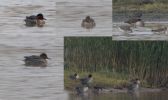 Filename=Green-winged-Teal-LBC.jpg
Filesize=79KiB
Dimensions=700x416
Date added=Nov 10, 2009 Green-winged-Teal-LBC.jpg