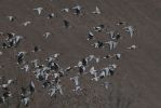 Greenland_White-fronted_Goose01152011__(22).jpg