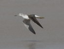 Greenshank20080828_e.jpg