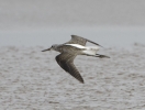 Greenshank20090814_a_(4).jpg