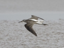 Greenshank20090814_a_(4).jpg