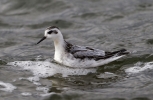 Filename=Grey_Phal_LBC.jpg
Filesize=81KiB
Dimensions=700x455
Date added=Sep 14, 2011 Grey_Phal_LBC.jpg