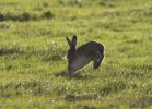 Filename=Hare-2.jpg
Filesize=67KiB
Dimensions=700x502
Date added=Nov 10, 2005 Hare-2.jpg