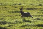Filename=Hare.jpg
Filesize=68KiB
Dimensions=700x481
Date added=Nov 10, 2005 Hare.jpg