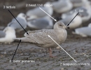 Filename=Iceland_analysis_a.jpg
Filesize=98KiB
Dimensions=700x538
Date added=Feb 04, 2012 Iceland_analysis_a.jpg