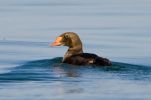Filename=King-Eider--LBC2.jpg
Filesize=54KiB
Dimensions=700x462
Date added=Sep 13, 2009 King-Eider--LBC2.jpg