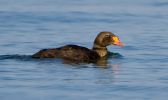 Filename=King-Eider-LBC.jpg
Filesize=57KiB
Dimensions=700x416
Date added=Sep 13, 2009 King-Eider-LBC.jpg