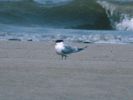 LC_Tern.jpg