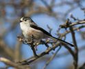 Filename=LTT.jpg
Filesize=91KiB
Dimensions=700x563
Date added=Mar 06, 2007 LTT.jpg