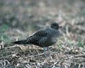 LT_Skua_bardney_front_side.jpg