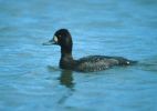 L_Scaup_side_scan.jpg