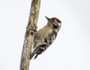 Filename=L_Spot.jpg
Filesize=85KiB
Dimensions=700x546
Date added=Feb 16, 2012 L_Spot.jpg