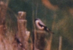 Lesser_Grey_Shrike_LBC.jpg