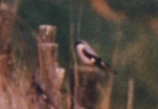 Lesser_Grey_Shrike_LBC.jpg