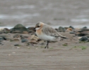 Filename=Lesser_Sandplover.jpg
Filesize=97KiB
Dimensions=564x447
Date added=Jun 28, 2011 Lesser_Sandplover.jpg