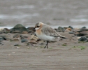 Lesser_Sandplover.jpg