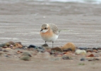 Filename=Lesser_Sandplover_2.jpg
Filesize=107KiB
Dimensions=603x421
Date added=Jun 28, 2011 Lesser_Sandplover_2.jpg