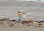 Lesser_Sandplover_2.jpg