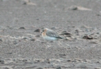 Filename=Lesser_Sandplover_3.jpg
Filesize=82KiB
Dimensions=505x343
Date added=Jun 28, 2011 Lesser_Sandplover_3.jpg